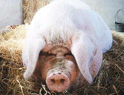 猪王图片,探寻猪界霸主的独特魅力