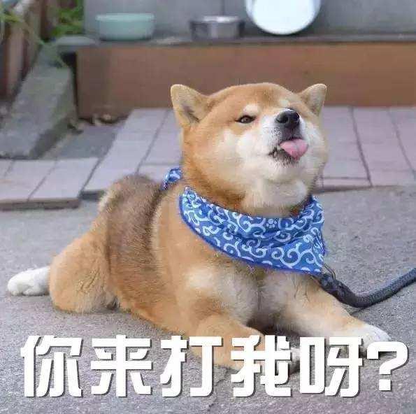 狗狗看视频表情包,萌宠观影瞬间，笑点满满